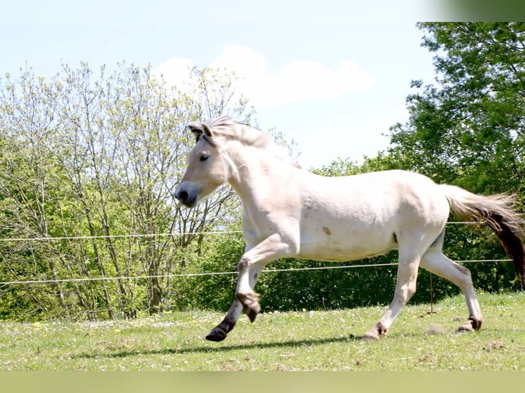 Fjord Horses Mare 3 years 13,3 hh Dun in Alt Duvenstedt
