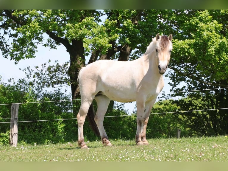 Fjord Horses Mare 3 years 13,3 hh Dun in Alt Duvenstedt