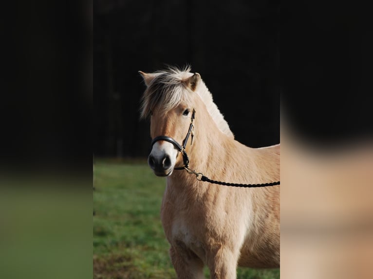 Fjord Horses Mare 3 years 13,3 hh Dun in Gr&#xFC;nberg