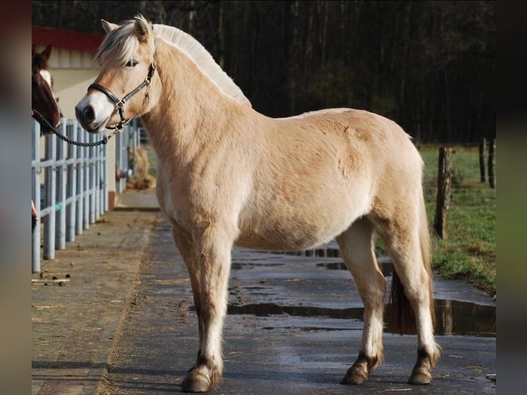 Fjord Horses Mare 3 years 13,3 hh Dun in Gr&#xFC;nberg
