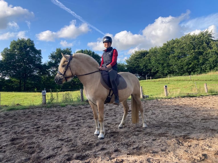 Fjord Horses Mare 3 years 13,3 hh Red Dun in Alt Duvenstedt