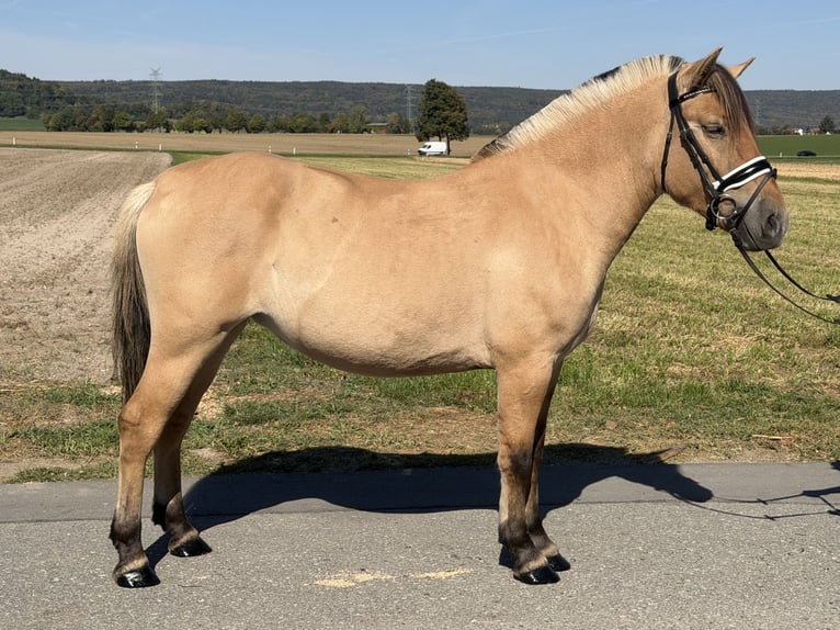 Fjord Horses Mare 3 years 14.2 hh Dun in Riedlingen