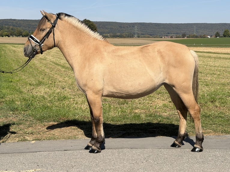 Fjord Horses Mare 3 years 14.2 hh Dun in Riedlingen