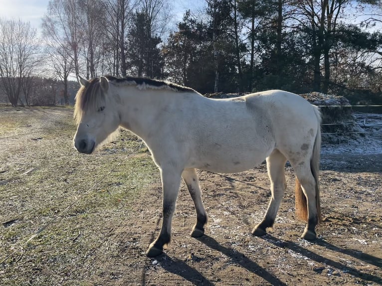 Fjord Horses Mare 3 years 14 hh Dun in Hitzacker