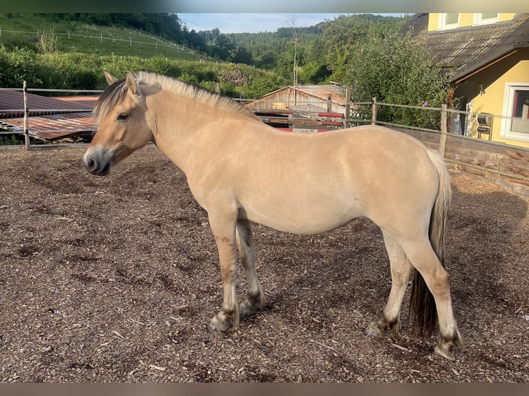 Fjord Horses Mare 3 years 14 hh Dun in BergneustadtBergneustadt
