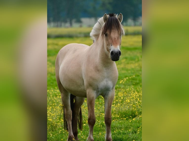 Fjord Horses Mare 3 years 14 hh Dun in FLETHSEE