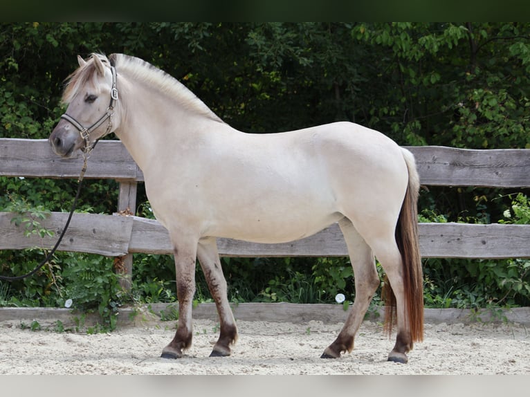 Fjord Horses Mare 3 years 14 hh Dun in Lautertalautertal