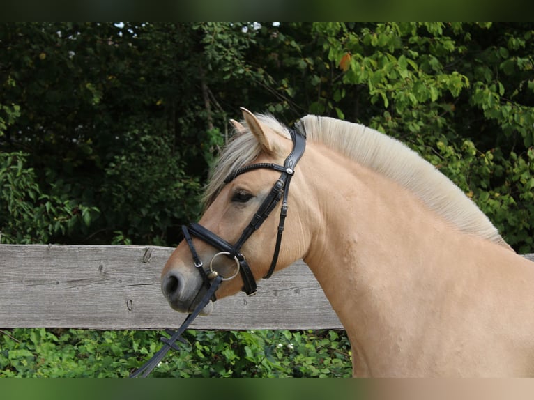 Fjord Horses Mare 3 years 14 hh Dun in Lautertal