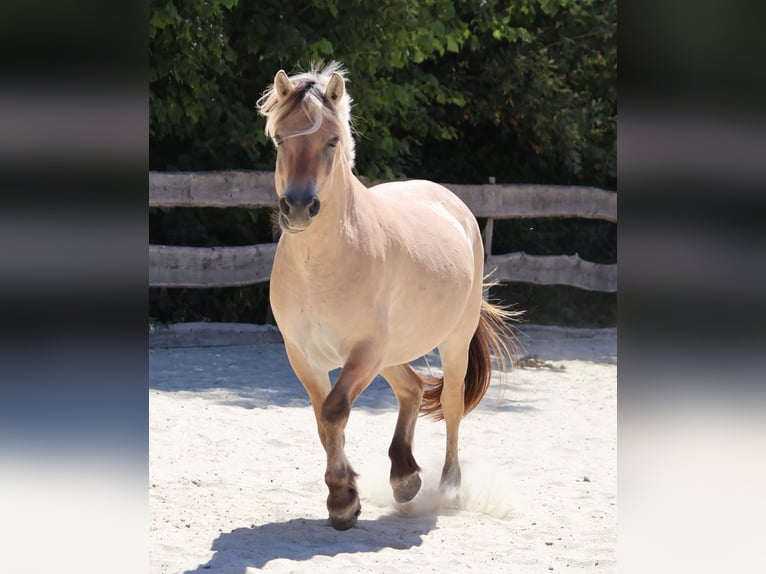 Fjord Horses Mare 3 years 14 hh Dun in Lautertal
