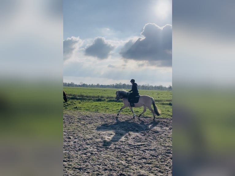 Fjord Horses Mare 3 years 14,1 hh Dun in Ostrhauderfehn