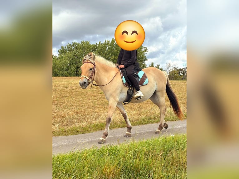 Fjord Horses Mare 3 years 14,1 hh Dun in Blankenheim