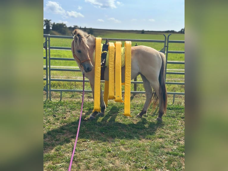 Fjord Horses Mare 3 years 14,1 hh Dun in Blankenheim