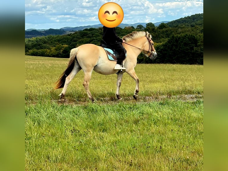 Fjord Horses Mare 3 years 14,1 hh Dun in Blankenheim
