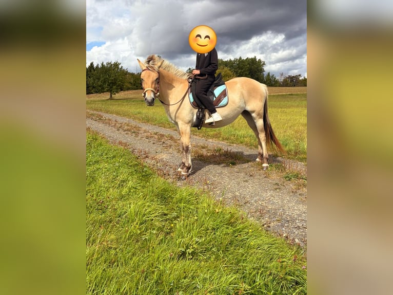 Fjord Horses Mare 3 years 14,1 hh Dun in Blankenheim