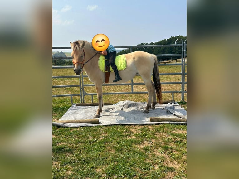 Fjord Horses Mare 3 years 14,1 hh Dun in Blankenheim