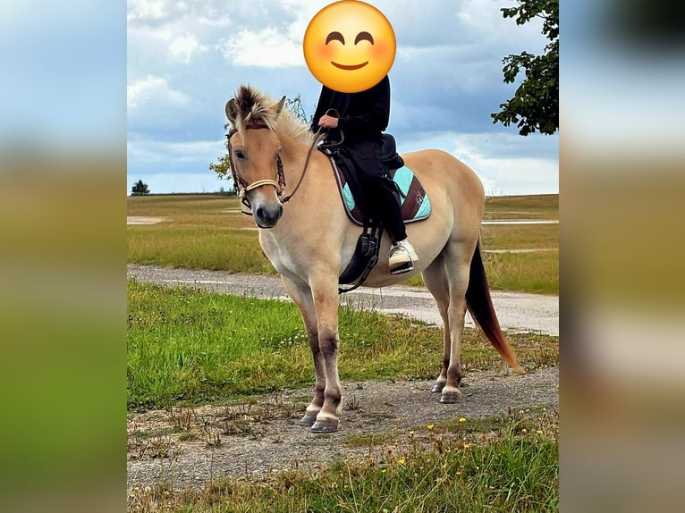 Fjord Horses Mare 3 years 14,1 hh Dun in Blankenheim