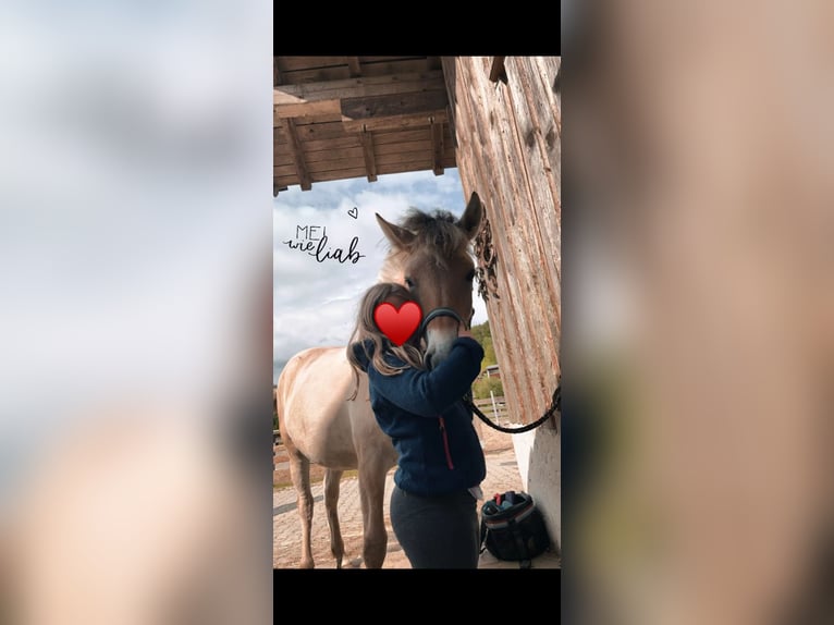 Fjord Horses Mare 3 years 14,1 hh in Teisnach