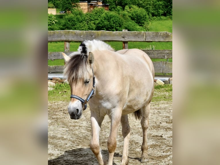 Fjord Horses Mare 3 years 14,1 hh in Teisnach