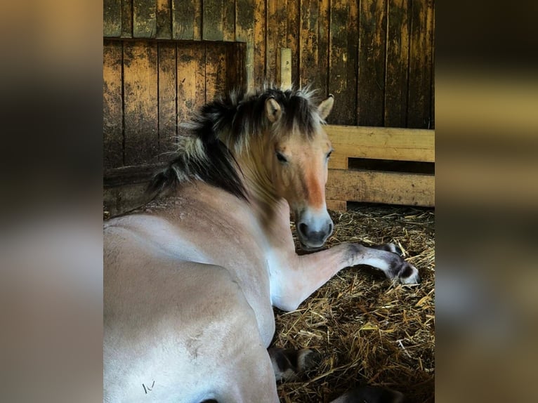 Fjord Horses Mare 3 years 15,2 hh  in Kumberg