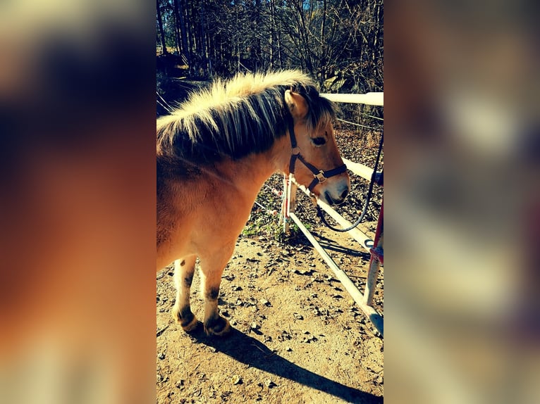 Fjord Horses Mare 3 years 15,2 hh  in Kumberg
