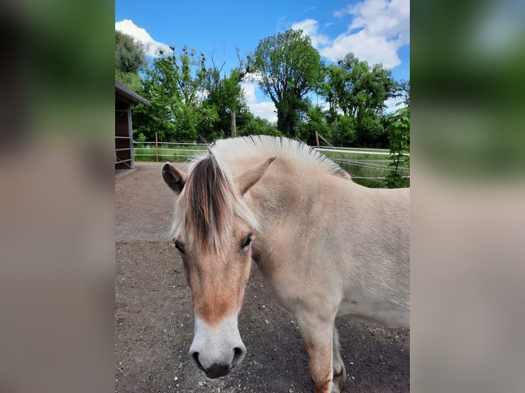 Fjord Horses Mare 3 years Brown Falb mold in M&#xFC;nchen