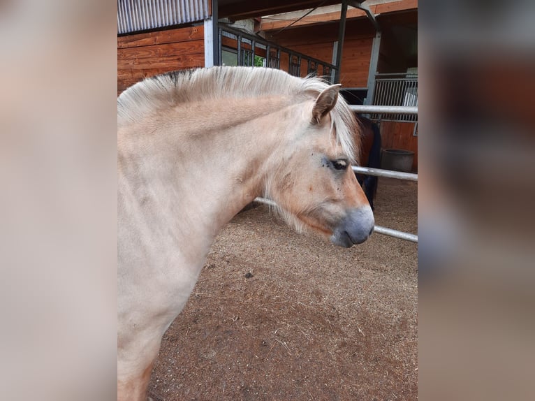 Fjord Horses Mare 3 years Brown Falb mold in M&#xFC;nchen