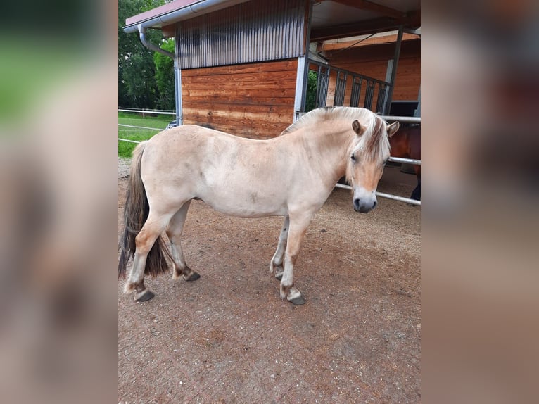 Fjord Horses Mare 3 years Brown Falb mold in M&#xFC;nchen