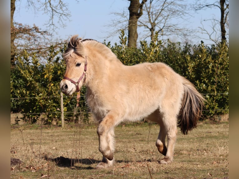 Fjord Horses Mare 3 years Dun in Vlagtwedde