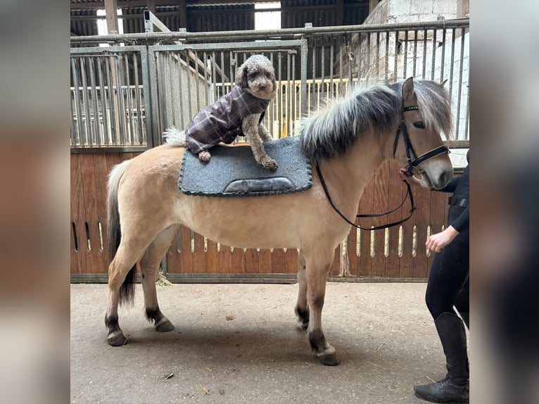 Fjord Horses Mare 4 years 13.2 hh Dun in Paderborn