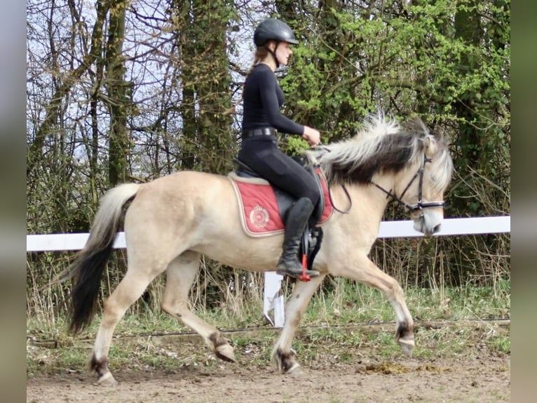 Fjord Horses Mare 4 years 13.2 hh Dun in Paderborn