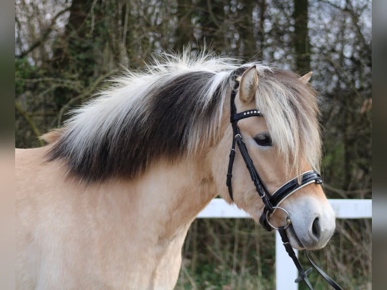 Fjord Horses Mare 4 years 13.2 hh Dun in Paderborn