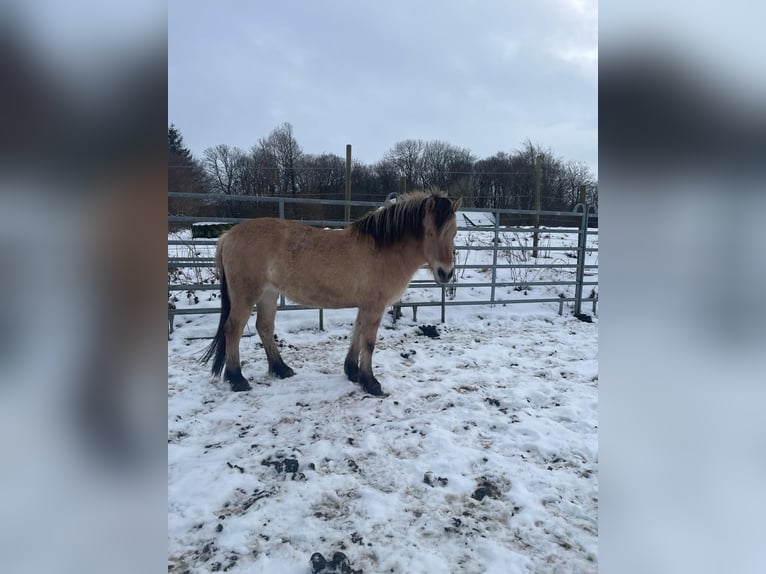 Fjord Horses Mare 4 years 13,2 hh Dun in Satrup