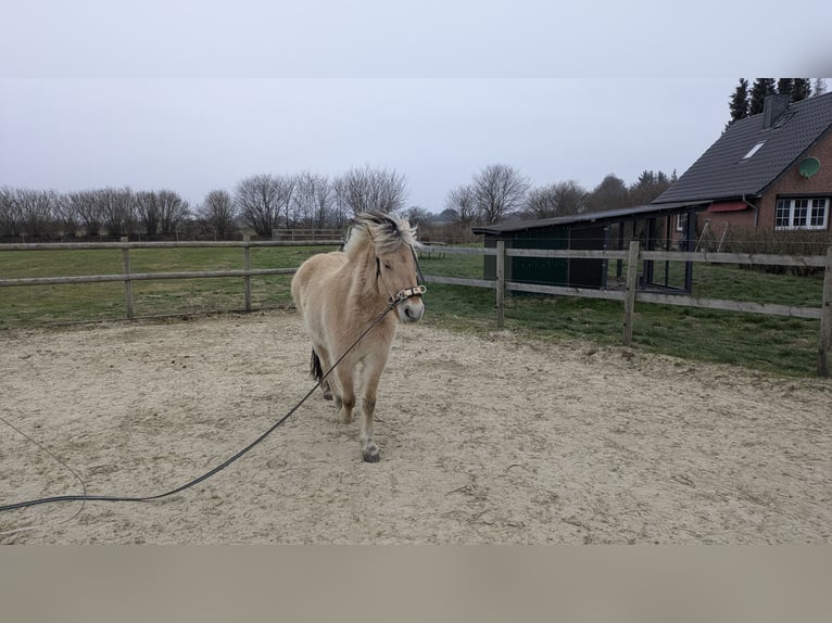 Fjord Horses Mare 4 years 13,1 hh Dun in Böklund
