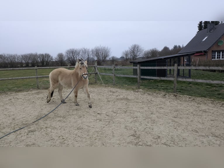 Fjord Horses Mare 4 years 13,1 hh Dun in Böklund