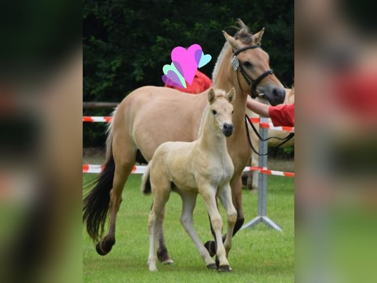 Fjord Horses Mare 4 years 14,1 hh Dun in Langen