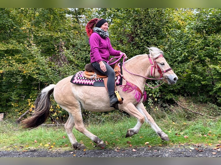 Fjord Horses Mare 4 years 14.1 hh Dun in Linkenbach