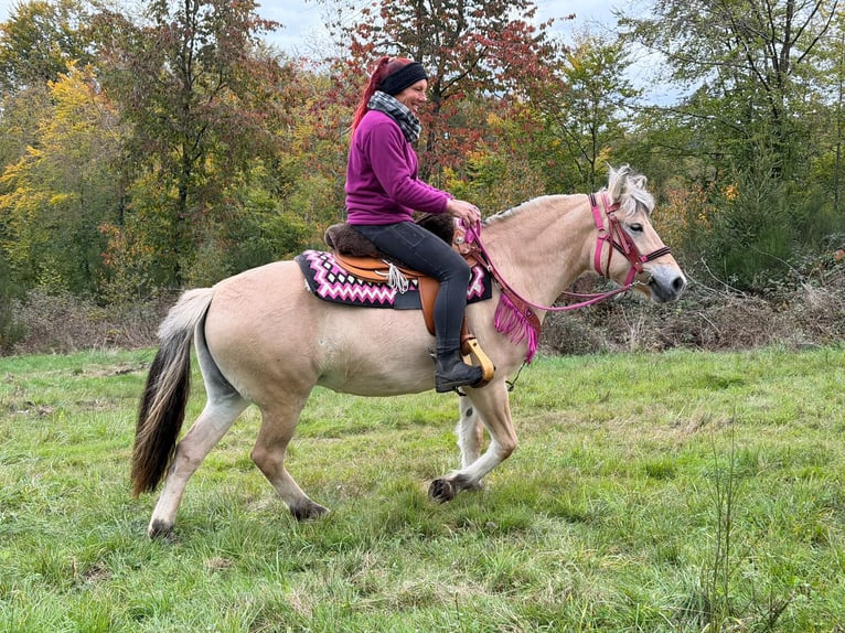 Fjord Horses Mare 4 years 14.1 hh Dun in Linkenbach