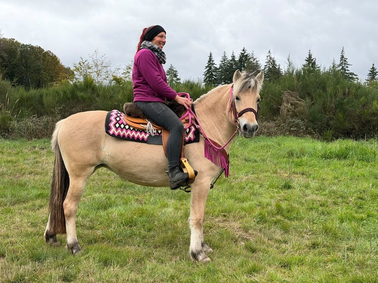 Fjord Horses Mare 4 years 14.1 hh Dun in Linkenbach
