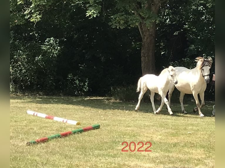 Fjord Horses Mare 4 years 14 hh Dun in Hitzacker
