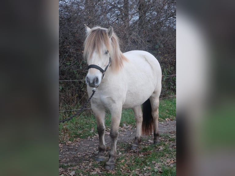 Fjord Horses Mare 4 years 14 hh Dun in Hitzacker