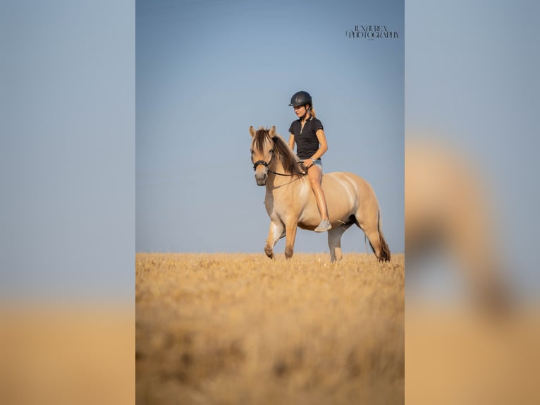 Fjord Horses Mare 4 years 14 hh Dun in Augsburg