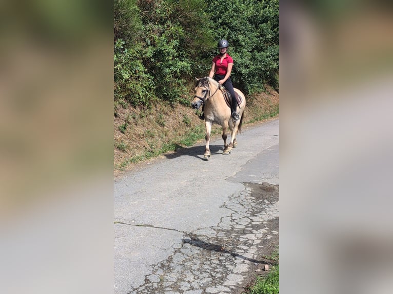 Fjord Horses Mare 4 years 14 hh Dun in Morsbach