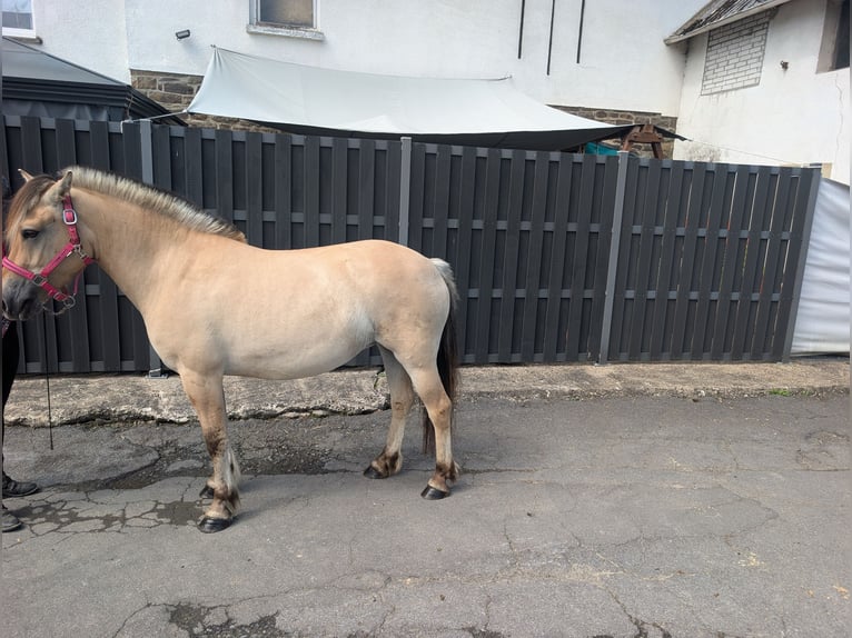 Fjord Horses Mare 4 years 14 hh Dun in Morsbach