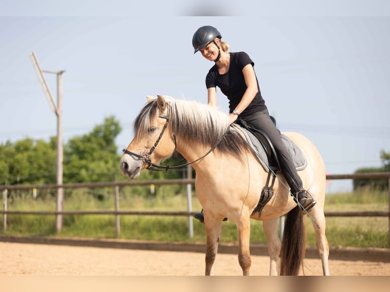 Fjord Horses Mare 4 years 14 hh Dun in Kissing