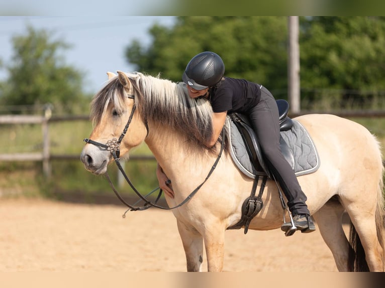 Fjord Horses Mare 4 years 14 hh Dun in Kissing