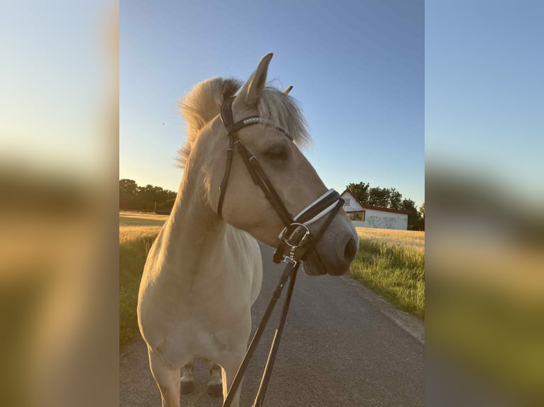 Fjord Horses Mare 4 years 14,1 hh Brown in Grote Brogel