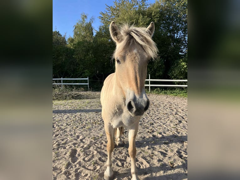 Fjord Horses Mare 4 years 14,1 hh Brown in Grote Brogel