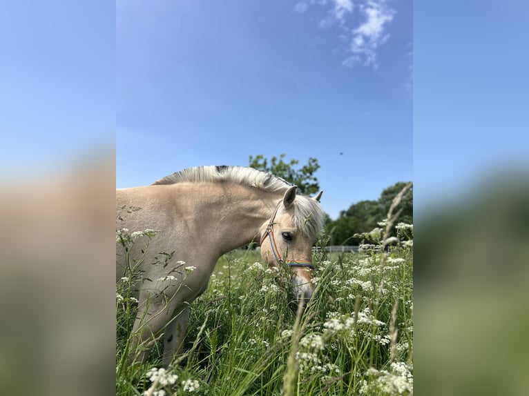 Fjord Horses Mare 4 years 14,1 hh Brown in Grote Brogel