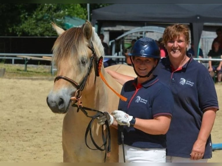 Fjord Horses Mare 4 years 14,1 hh Dun in FLETHSEE