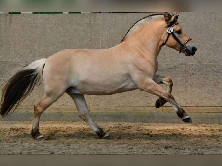 Fjord Horses Mare 4 years 14,1 hh Dun in FLETHSEE